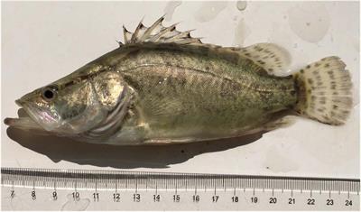 A Chromosome-Level Genome Assembly of the Mandarin Fish (Siniperca chuatsi)